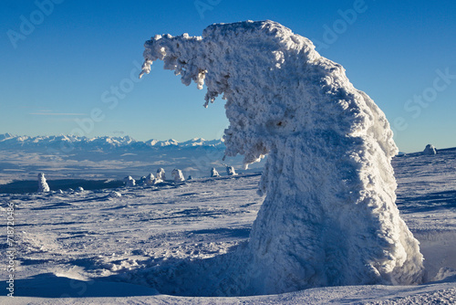 Samotne drzewo w śniegu na szczycie góry © Piotr