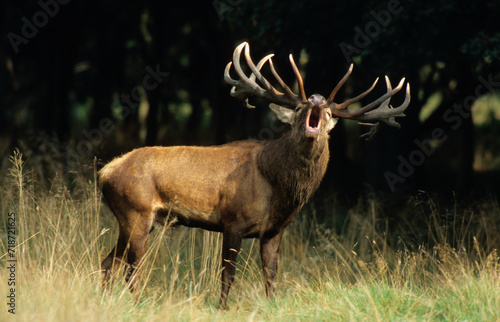 Cerf   laphe  brame  Cervus elaphus