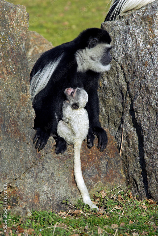 Obraz premium Colobe guéréza , avec son jeune, Colobus guereza, Afrique