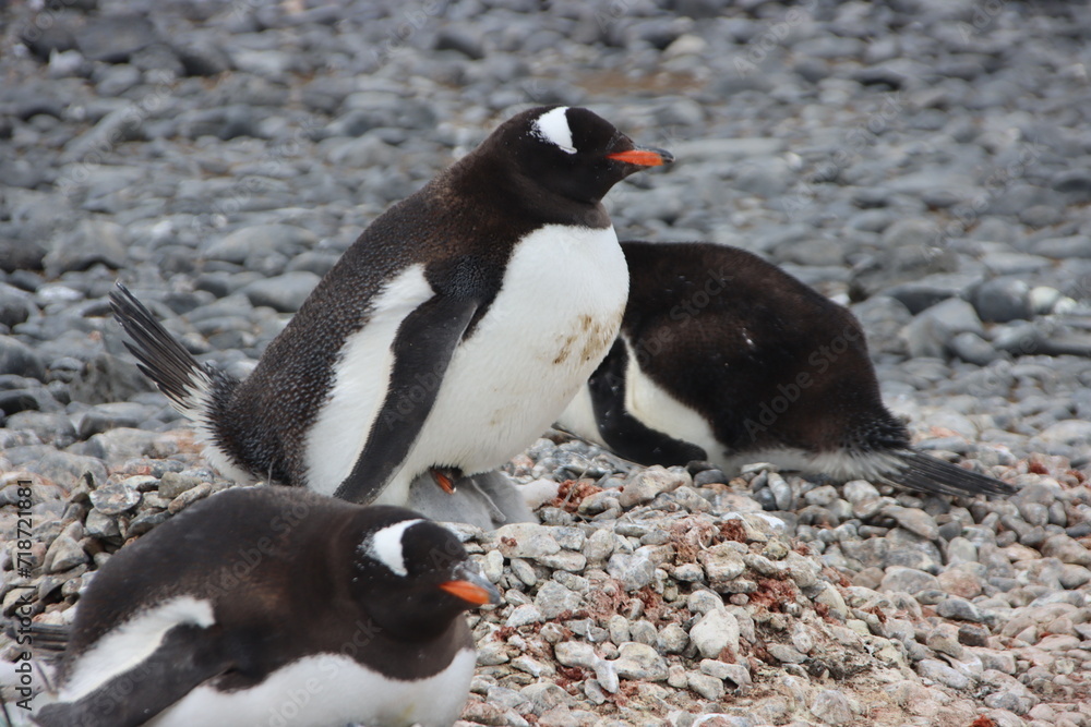 Fototapeta premium Gentoo Penguin (Pygoscelis papua) nesting at Brown Bluff, Antarctica.