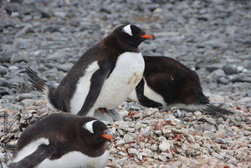 Gentoo Penguin (Pygoscelis papua) nesting at Brown Bluff, Antarctica.