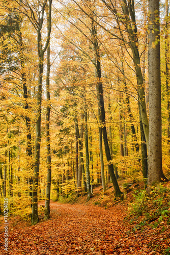 Gelbe Blätter an den Bäumen im Wald. Braune Blätter auf dem Waldweg im Herbst. Leuchtendes Laub an den Bäume.