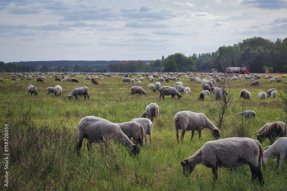 Obraz premium Sheep in the Meadow - Farm - Farmland - Field - Nature - Landscape - Background - Animal - Farmer