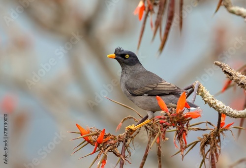 jungle myna on flower. jungle myna is a myna, a member of the starling family.this photo was taken from Bangladesh. photo