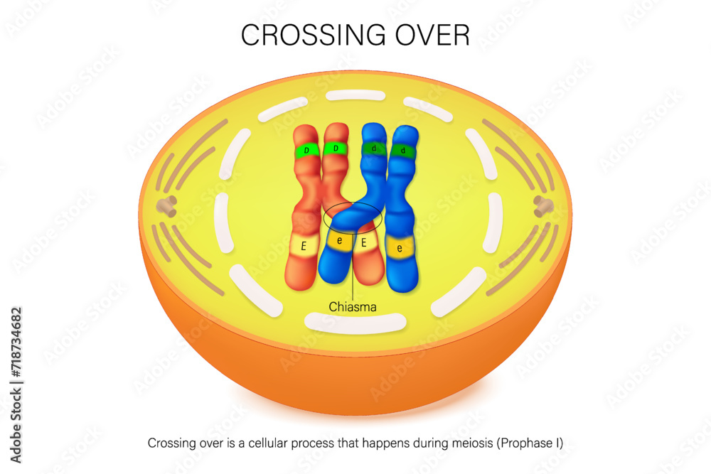 Crossing over of chromosome. The exchange of DNA between paired