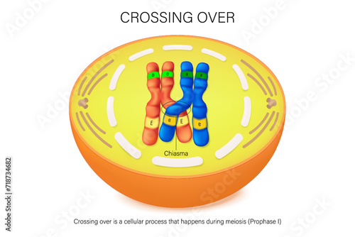 Crossing over of chromosome. The exchange of DNA between paired homologous chromosomes. Genetics and genomics. Vector used for scientific and medical education.