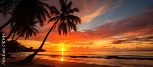 With selective focus  a stunning view of a dramatic sunset serves as the backdrop  while the silhouette of coconut palm trees captivate in the foreground on White Beach.