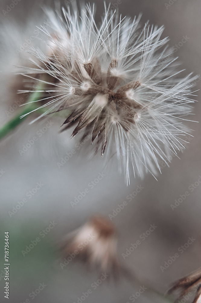 Obraz premium dandelion seed head