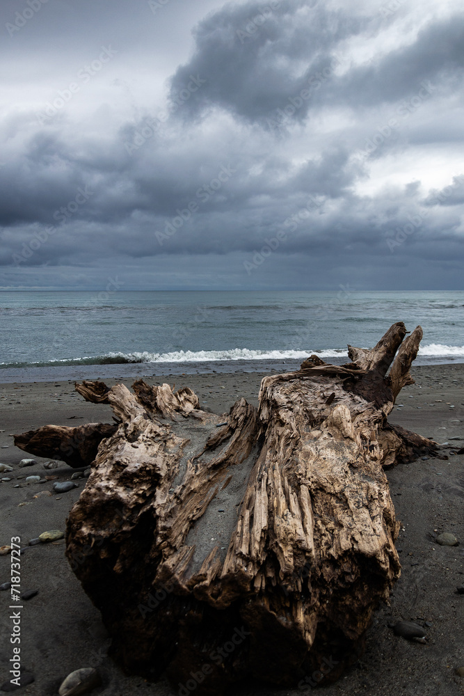 Fototapeta premium Big driftwood tree trunk on a sandy beach