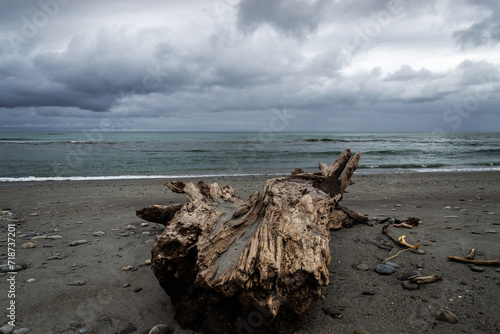 Big driftwood tree trunk on a sandy beach © Lisa Oehlert