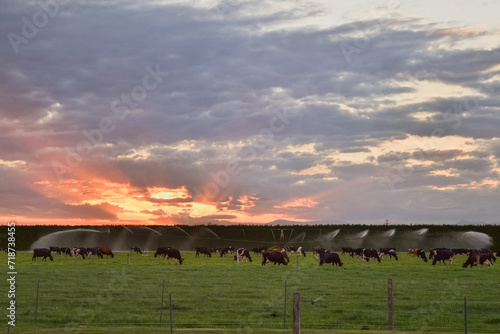 Dairy cows grazing in the sunset in New Zealand