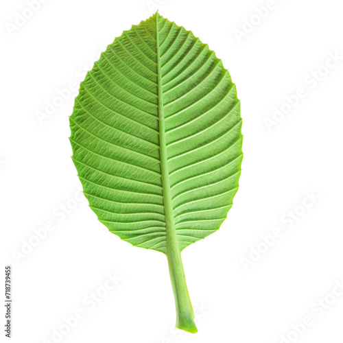 beautiful green leaves of Dillenia obovate leaves (Blume) Hoogland, simpoh leaves (Dillenia suffruticosa, simpoh air) isolated on a white background. photo