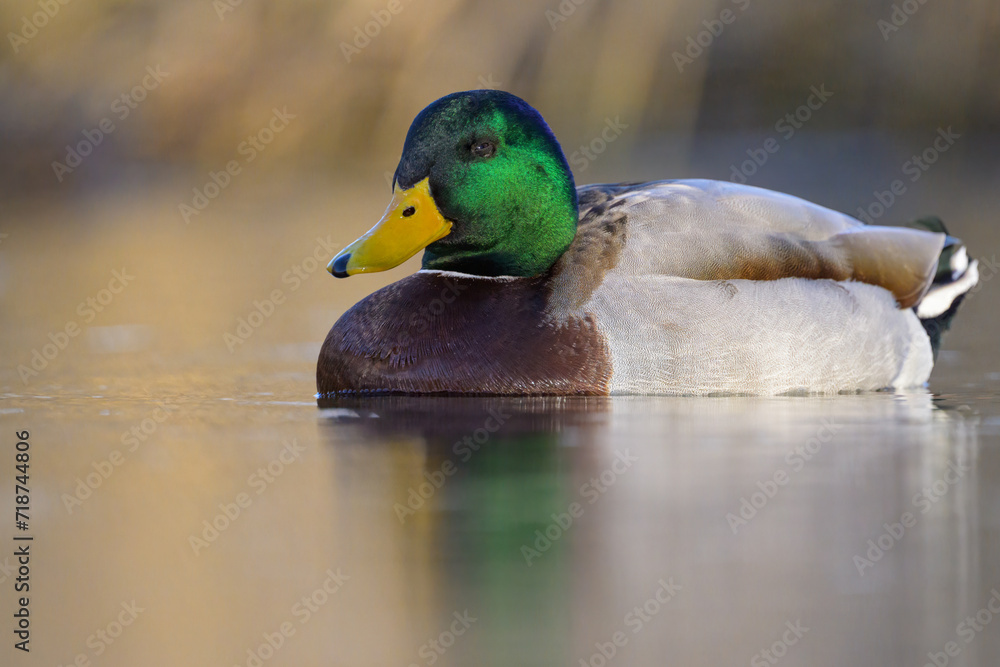 Portrait of a male mallard swimming in water Portrait of a male mallard swimming in water