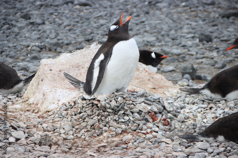 Naklejka premium Gentoo Penguin (Pygoscelis papua) nesting at Brown Bluff, Antarctica.