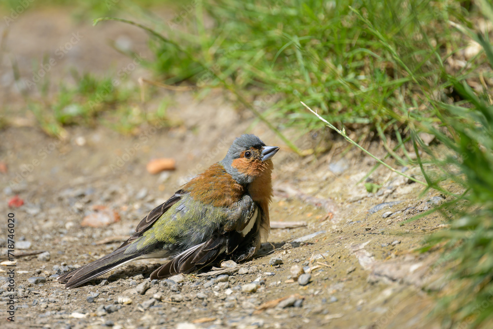A male Common Chaffinch standing on the ground A male Common Chaffinch standing on the ground