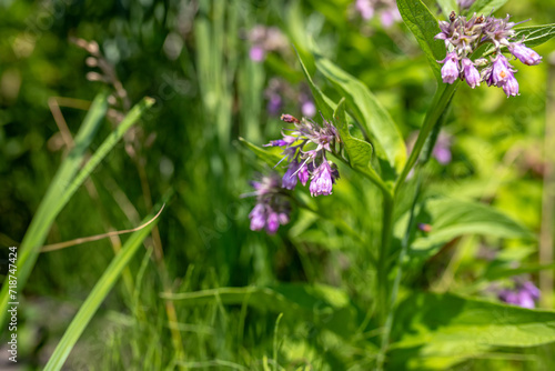 Symphytum officinale, commonly known as comfrey. Harvested for its medicinal properties. herb is revered for its anti-inflammatory qualities. healing potential with comfrey products