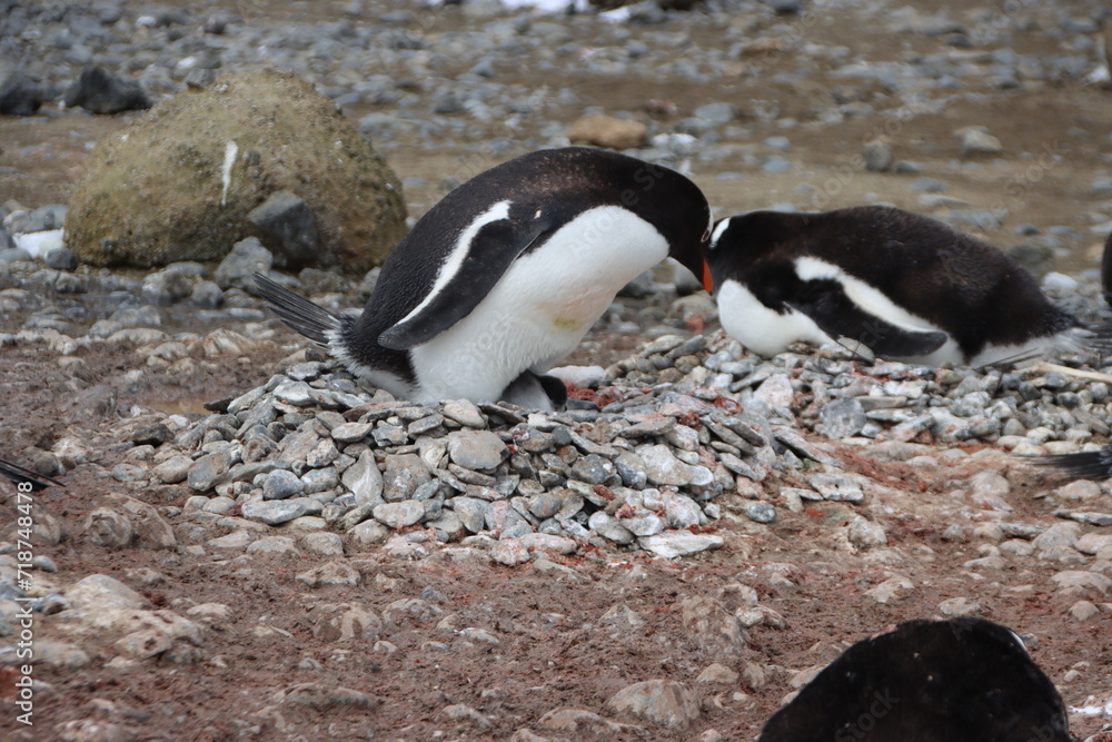 Fototapeta premium Gentoo Penguin (Pygoscelis papua) nesting at Brown Bluff, Antarctica.