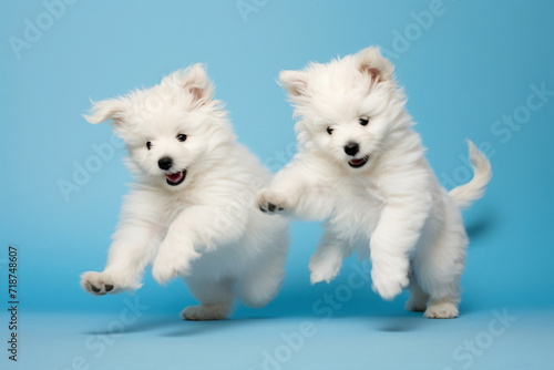 A playful pair of fluffy white puppies chasing each other's tails, captured on a light blue background. © Shani