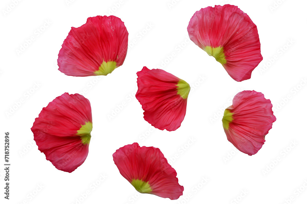 Vivid red color petals. Poppy flowers petals png. Flower petals elements. 