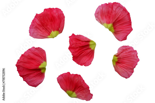 Vivid red color petals. Poppy flowers petals png. Flower petals elements.  photo