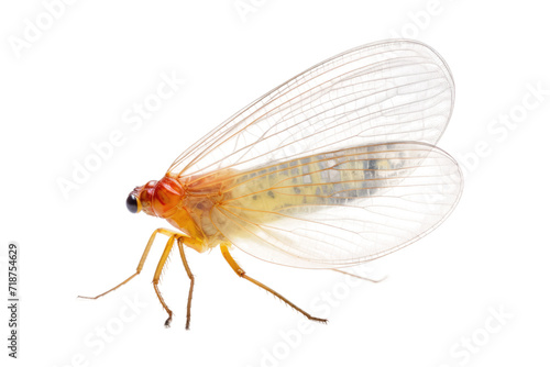 Lacewing Isolated on Transparent Background