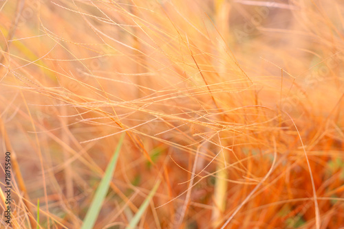 Fototapeta Naklejka Na Ścianę i Meble -  dry grass, yellow and red dry grass, beautiful golden dry grass.