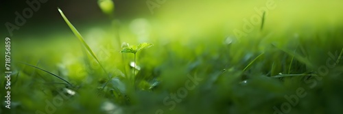 Spring, Natural green grass garden, nature and sun © Guddah