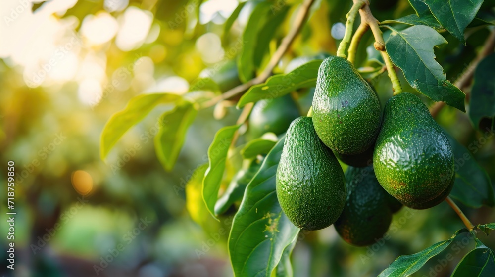 Avocado tree with fresh avocados in the morning banner with copy space