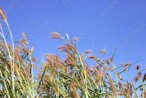 Grass flowers with blue sky