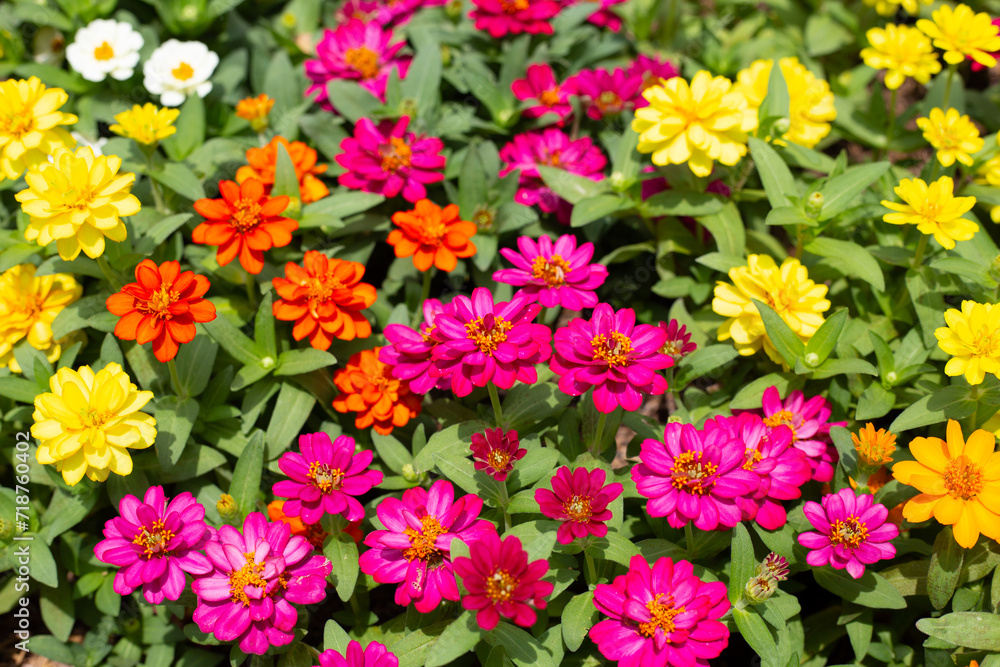 Zinnia flower in the garden Zinnia flower in the garden