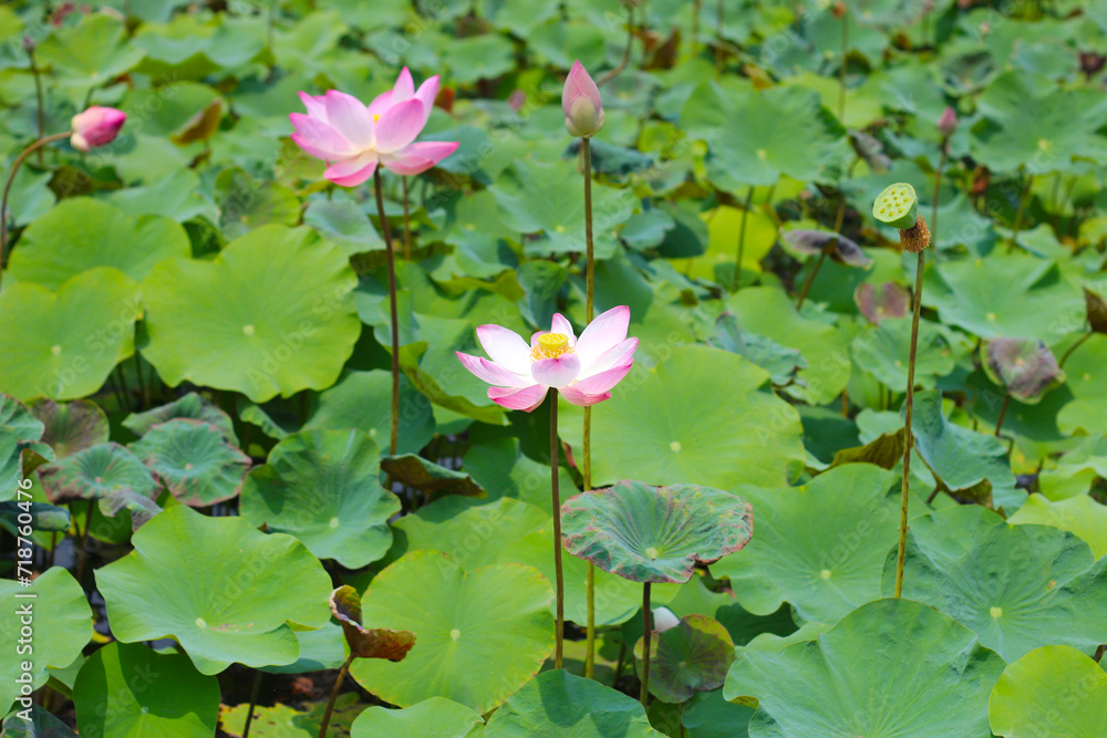 Pink lotus flower blooming in pond with green leaves. Lotus lake, beautiful nature background. Pink lotus flower blooming in pond with green leaves. Lotus lake, beautiful nature background.