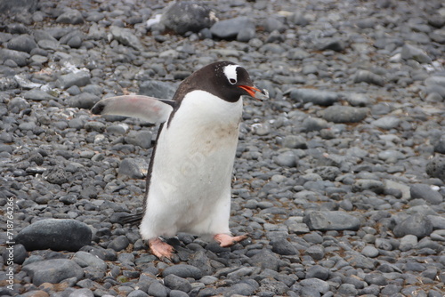 Gentoo Penguin (Pygoscelis papua) carrying a rock, Brown Bluff, Antarctica.