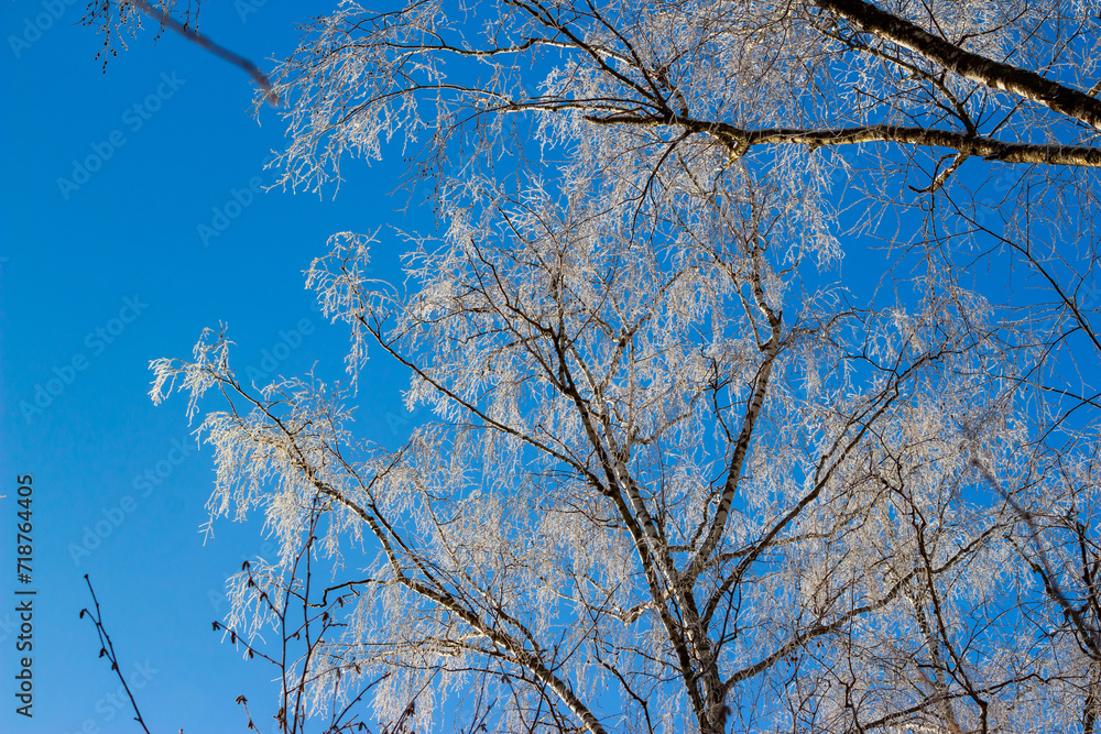 White birch branches covered with frosty frost in winter against a blue sky White birch branches covered with frosty frost in winter against a blue sky