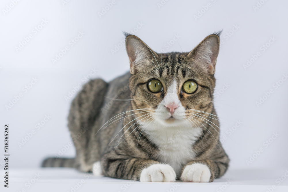 Cute cat image in a white background.