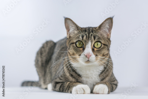 Cute cat image in a white background. © jamesjoong