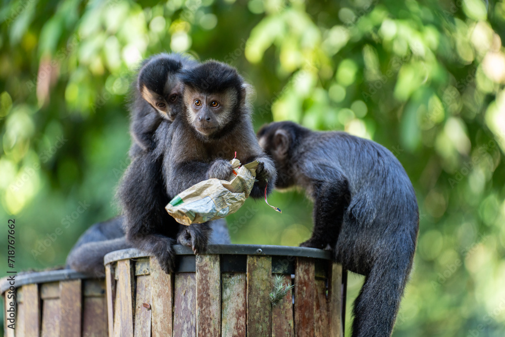 Monkey Family Foraging in Urban Environment for Survival Monkey Family Foraging in Urban Environment for Survival