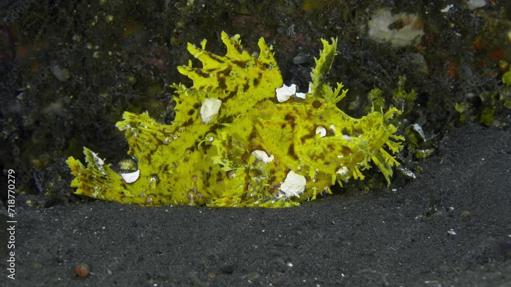 Scorpion Fish Rhin Scorpionfish sits on the bottom of the sea. Lacy Scorpionfish ...