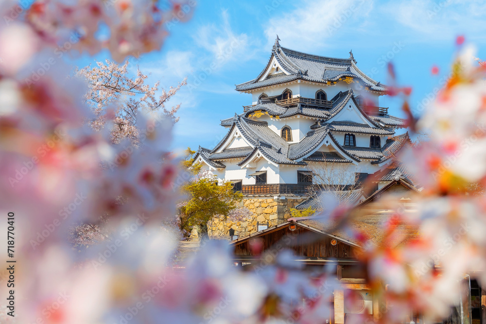 Fototapeta premium Beautiful full bloom cherry blossom at Hikone Castle in Shiga, Japan