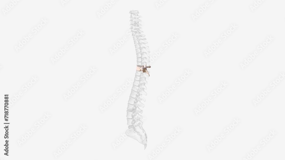 The eighth thoracic vertebra is, together with the ninth thoracic vertebra, at the same level as the xiphisternum . The eighth thoracic vertebra is, together with the ninth thoracic vertebra, at the same level as the xiphisternum .