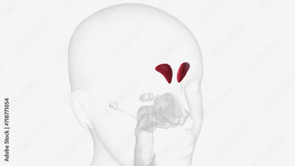 The frontal sinuses are one of the four pairs of paranasal sinuses that ...