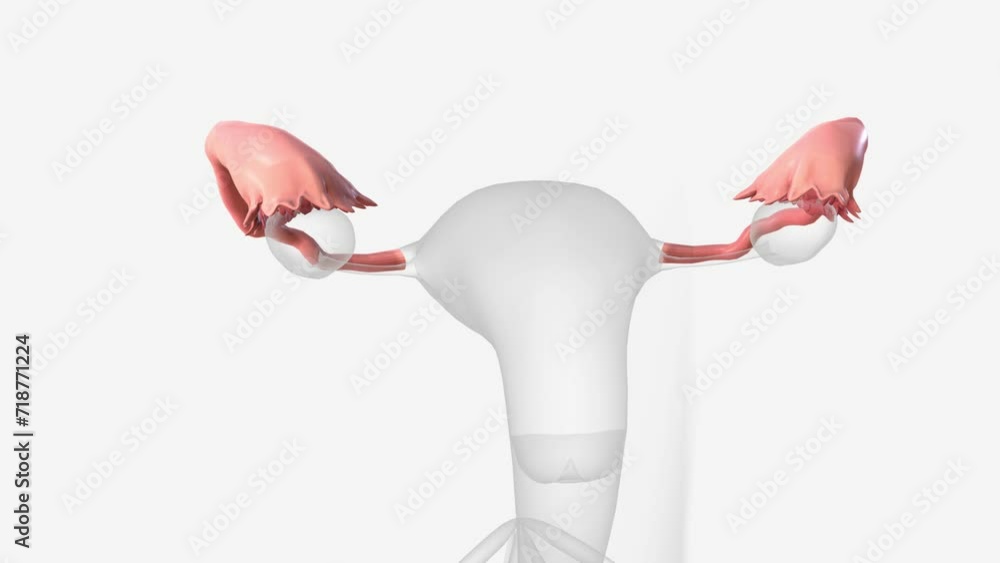 The fallopian tubes are bilateral conduits between the ovaries and the ...