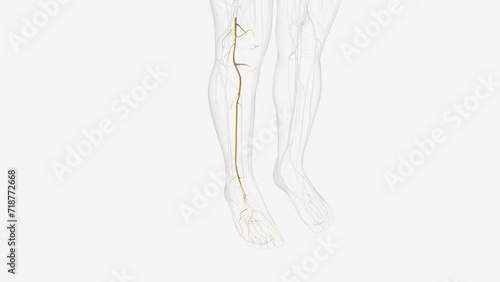 tibial nerve and terminal branches .