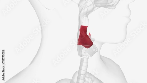 The laryngeal vestibule is the part of the laryngeal cavity lying between the laryngeal inlet and vocal folds.