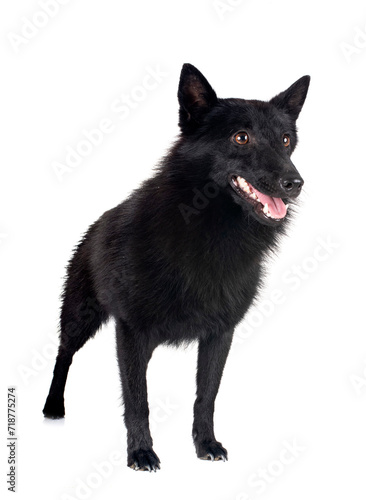  young Schipperke in studio