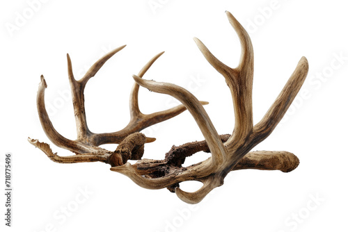 Reindeer Antlers Isolated on Transparent Background © MSS Studio