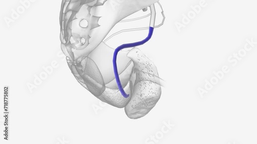 Right internal pudendal vein 3d medical photo