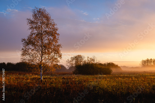 sunrise over the meadow and a birch with dramatic light