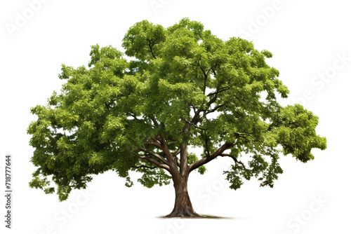 Mulberry Tree Isolated on Transparent Background