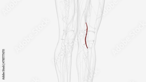 popliteal artery is located behind your knee and runs behind your knee pit . photo