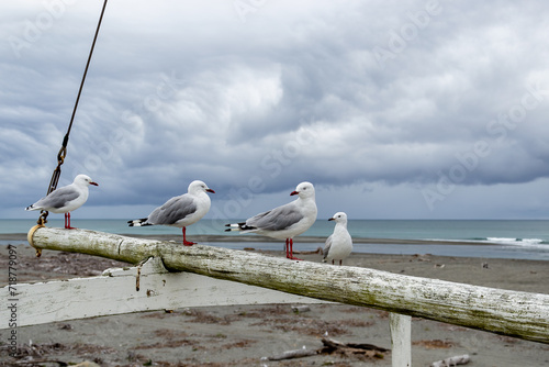 Red-billed gulls on a ship mast on a stormy day  photo